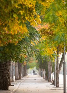 Paseo del Prado en Madrid, declarado Paisaje de la Luz por la UNESCO, entorno de Casa Decor 2026